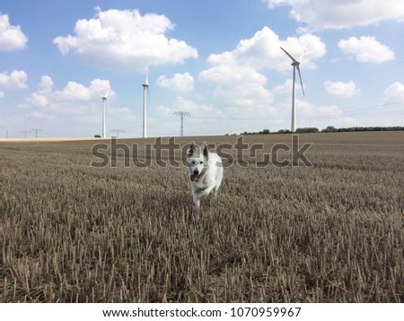 White female Wolf running towards the camera on a harvested corn field and a windmills in the background 