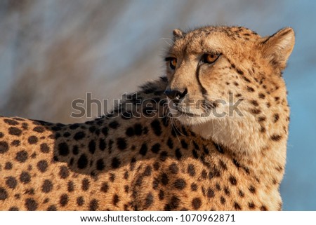 Detail on cheetah which looks for his spoil