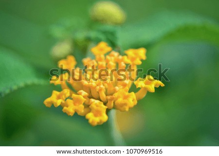 close capture of yellow flowers