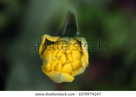 nature close up - aerial macro photography of a yellow tulip bud with many petals layers, outdoors on a sunny day in Poland, Europe, outdors