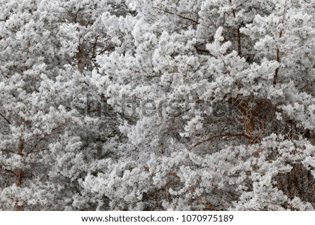 snow-white frozen pine branches with long needles in the forest, winter cold snap and frost, details in the forest