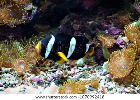 A Cark's anemonefish swimming in a coral reef