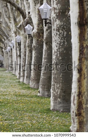 Row of platanus trees, also called plane trees, alternatively located with lampposts. Pattern of grey aligned trunks and branches. Green grass on the ground. Abstract urban picture in a public park   