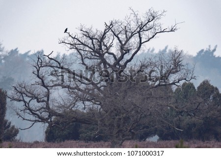 Silhouette of bare tree with one crow in hazy nature reserve.