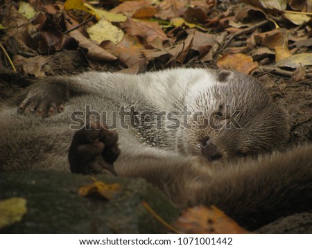 Euroasian otter sleeping