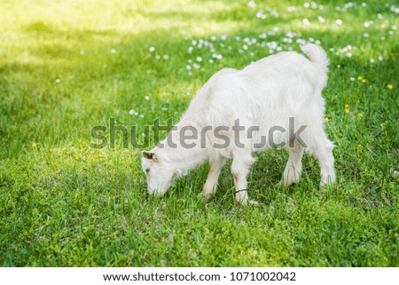 Cute little white lamb in a green meadow