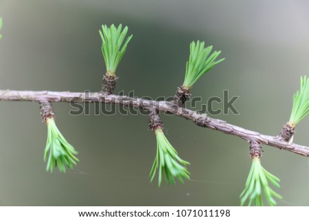 Macro photo of young needles from a tamarack (Larix laricina)