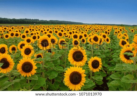 Sunflowers in Nederland