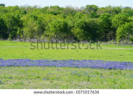 View of a meadow mixed with Inidan Paintbrush & Bluebonnet flowers along the Texas Bluebonnet Trails of Ennis, Texas during spring. 