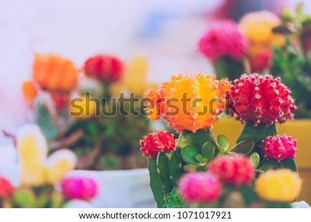 Vintage picture style colorful Cactus flower pink,red,yellow,orange,purple 