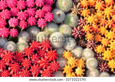  Colorful Cactus flower pink,red,yellow,oreange,white,
Brown