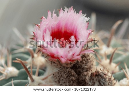 Colorful Cactus pink flower 
