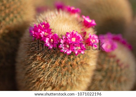 Colorful Cactus flower 