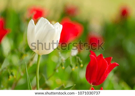 Flower tulips background. Beautiful view of white tulip under sunlight landscape of spring or summer.