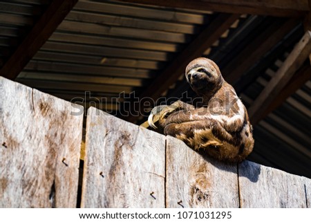 Sloth on house in Amazonian community