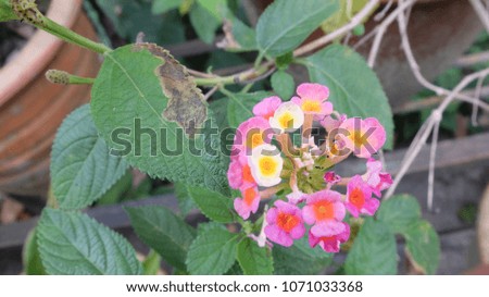 Close up wiew of Colorful flowers with blurry background of green leaves.