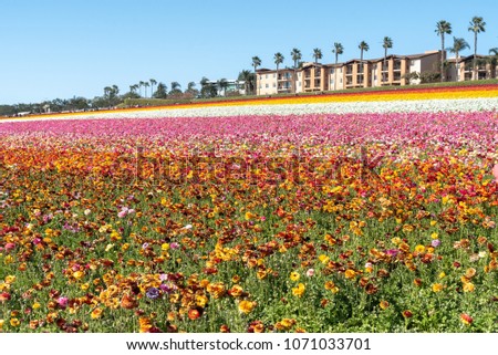 Colorful flowers field, Carlsbad, California