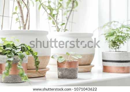 The stylish interior of home garden with different ceramic and concrete pots on the window sill.  