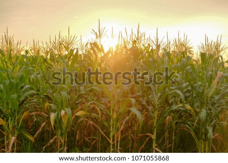 a front selective focus picture of organic  corn field at agriculture farm in the evening sunset.