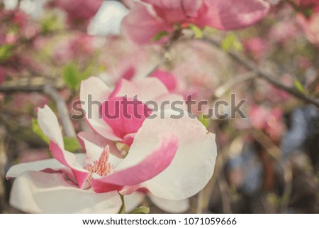 Beautiful magnolia flowers blossom during the spring. Close up. Vintage effect. Shallow focus.