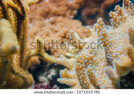 Underwater corals wildlife abstract wallpaper. Closeup. Shallow focus. 