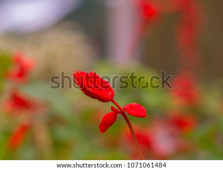 the red flower