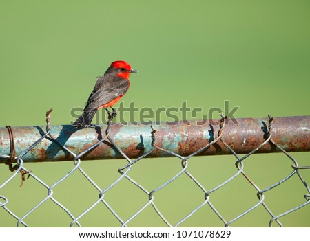 Vermilion Flycatcher (Pyrocephalus rubinus) perched on a fence, Jocotopec, Jalisco, Mexico