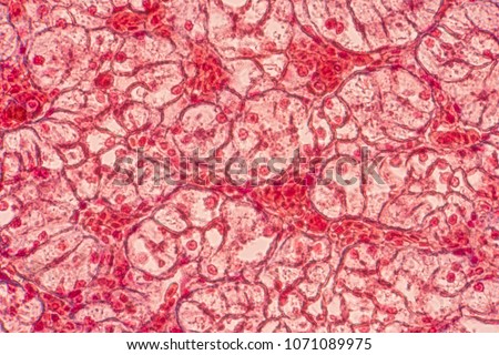Squamous epithelial cells under microscope view for education histology. Human tissue. Royalty-Free Stock Photo #1071089975