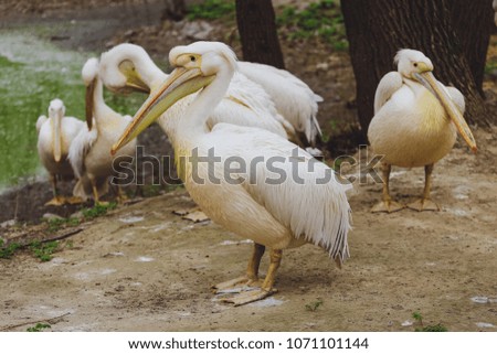 Many white bird pelicans
