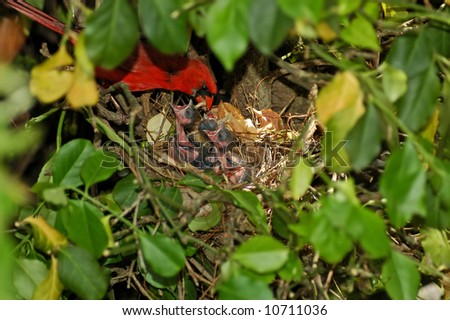 A picture of baby cardinals being fed by male adult in the nest