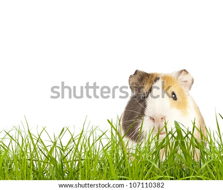 brown guinea pig in the grass