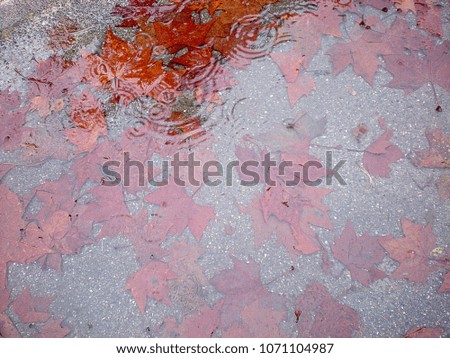 leaves in a street puddle at a rainy day