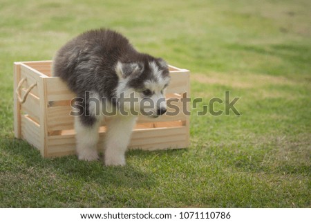 Close up of cute siberian puppy sit and looking in wooden box.