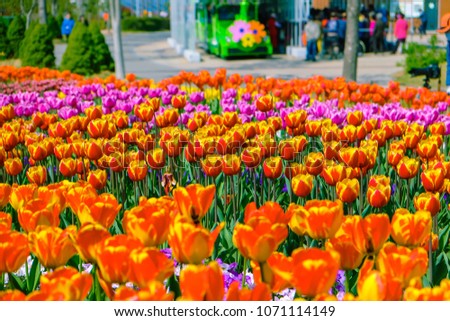 Flowers tulips background. Beautiful orange color tulips with sunlight in garden during Spring season of South Korea.