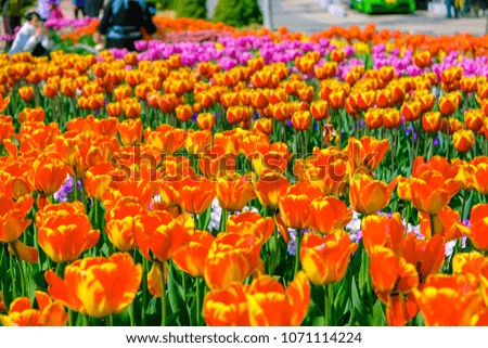 Flowers tulips background. Beautiful orange color tulips with sunlight in garden during Spring season of South Korea.