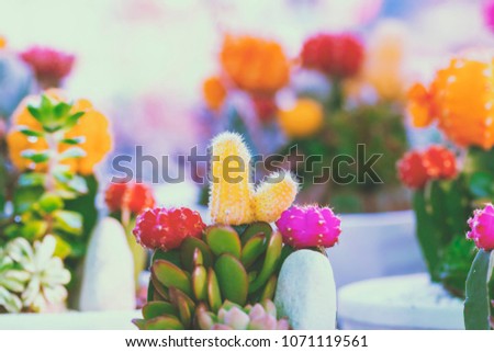 Vintage picture style Colorful Cactus flower pink,red,yellow,oreange,purple 