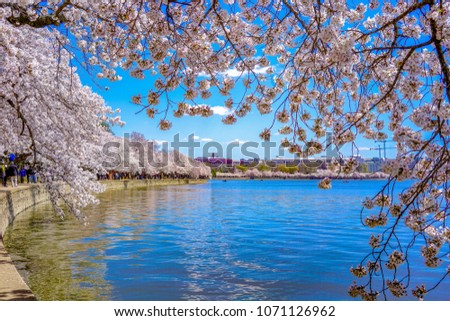 due to cold weather, sakura in Washington DC bloom in the first week of April. I took pictures of sakura around Tidal Basin in diverse forms with my 35mm lens. spring is here.