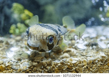 Puffer fish in tank at aquarium in coral background