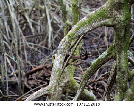This is a close up picture of the mangrove tree. Can see the beautiful texture of wood in the mangrove forest, Background texture