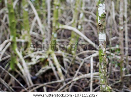 This is a close up picture of the mangrove tree. Can see the beautiful texture of wood in the mangrove forest, Background texture