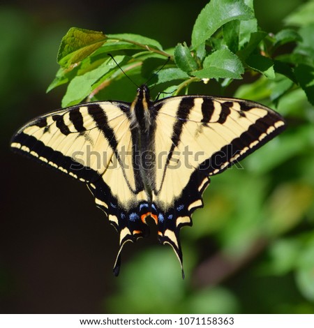 A beautiful tiger swallowtail butterfly stands out stunningly against a green leafy background.