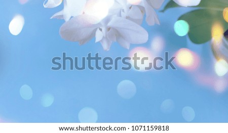 Banner White Orchid on a blue background. A beautiful flowering plant