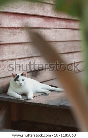 White Cat sitting and sleeping on the wooden terrace