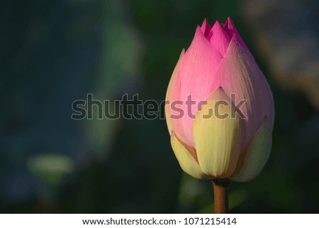 Lotus plant with beautiful colors and drops of morning dew
