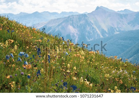 Colorado wildflowers in bloom

