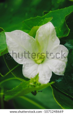 Ivy Gourd flower