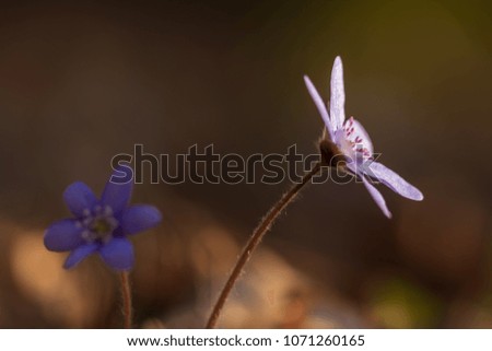 Beautiful typical spring flower in pleasant afternoon light. Delicate violet flower are symbols of warm times ahead. Tiny and fragile they can withstand very low temperatures too.