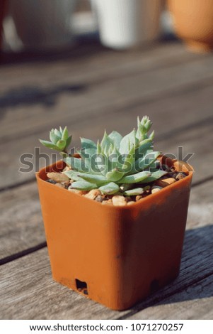 Little echeveria pot plant on wooden table texture background