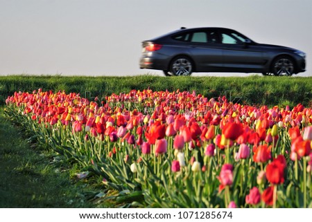 Fields of spring flowers in Germany. Multicolored tulips for self cutting. Environmental Protection. Royalty-Free Stock Photo #1071285674