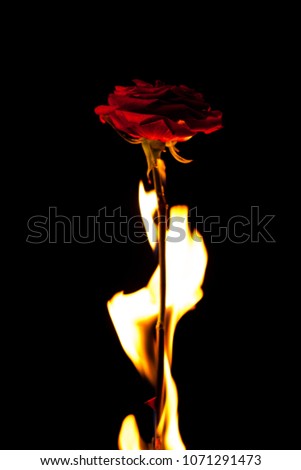 Beautiful picture with a red rose on fire